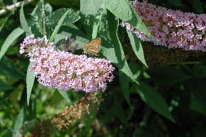 DR KADIR the BUTTERFLY BUSH  on FDM by Brigitte Segura