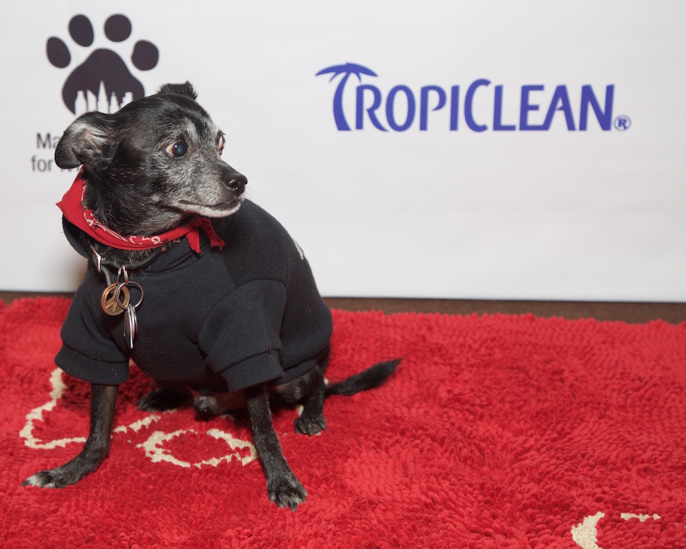 Pet Fashion Week 17 FW Fashiondailymag PaulMorejon 3 Fashion Daily Mag